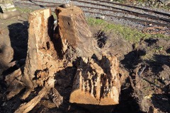 Kácení nebezpečného stromu.